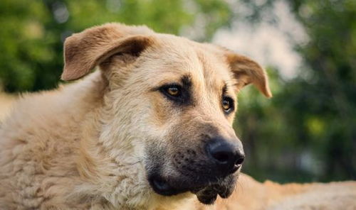 一种连狼都怕的狗 大型安那托利亚牧羊犬，牲畜的终极守护者