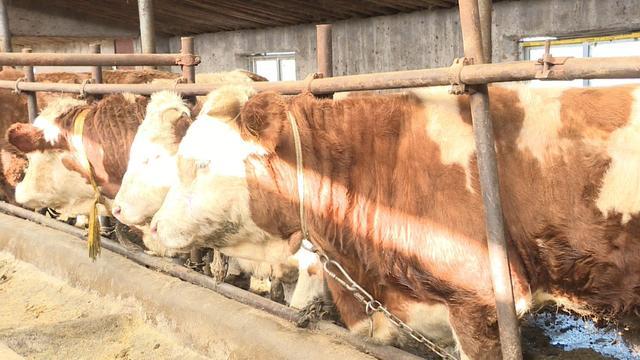 会宁 以产业兴旺助力乡村振兴——牲畜饲养篇