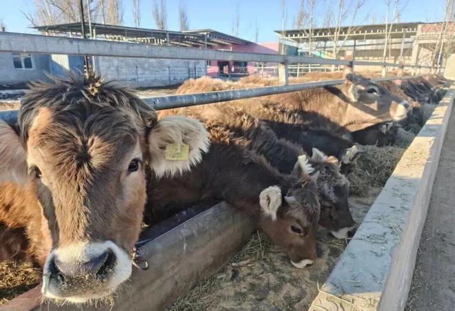 科技特派员送技下乡 赋能巩留肉牛养殖提质增效