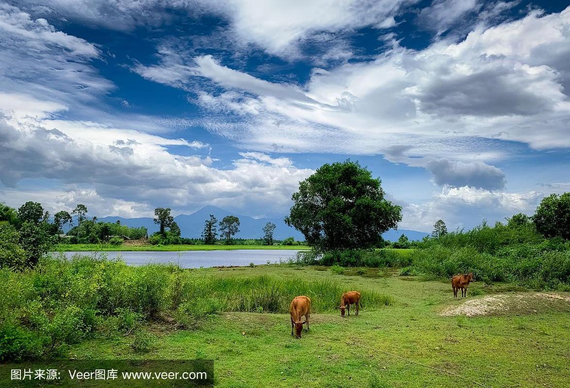 牲畜.河边和山上的动物农场.乡村草地景观.泰国的牛